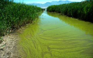 Glyphosate Breakdown Increases Problems of Algal Blooms
